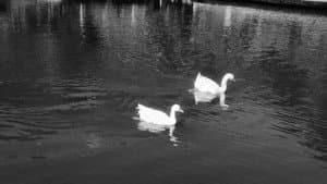 “Quack” — foto 8