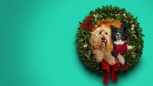 Happy Howlidays — foto 3