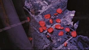 The Assignation — foto 3