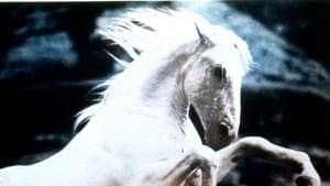 Silver Stallion — foto 1