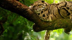 India's Wild Leopards — foto 1