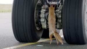 Les animaux de l’aéroport — foto 1