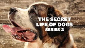 The Secret Life of Dogs — foto 2