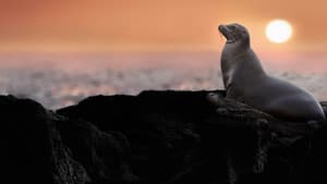 Leones Marinos de las Galápagos — foto 7