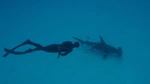 Shark School with Michael Phelps — foto 2