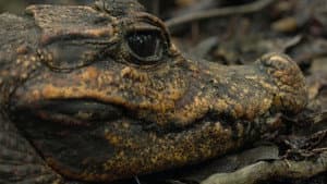 Cave Crocs of Gabon — foto 1