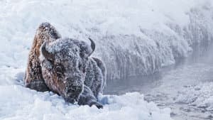 Great Yellowstone Thaw — foto 11