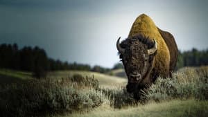 America's Greatest Animals — foto 2