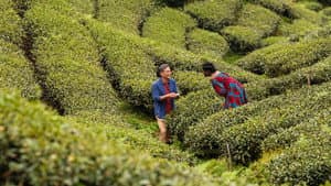 Té negro — foto 5