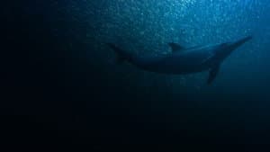 Sardine Run, le plus grand festin de l'océan — foto 1