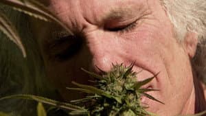 Inside: Medical Marijuana — foto 1