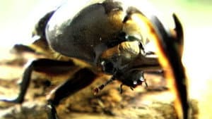 Beetle Queen Conquers Tokyo — foto 6