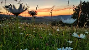 Die Wiese: Ein Paradies nebenan — foto 1