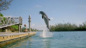 Patada de Delfín (Dolphin Kick) — foto 3