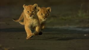 Africa's Predator Zones — foto 2