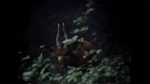 The Track of the African Bongo — foto 1