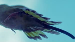No Pulsar da Linguagem — foto 2