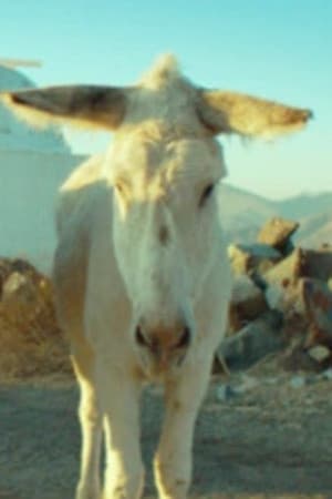 Palomo