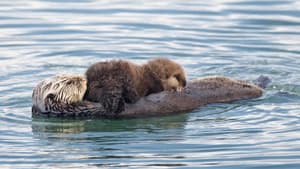 Threatened: The Controversial Struggle of the Southern Sea Otter — foto 1