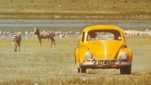 Ein Käfer geht auf's Ganze — foto 1