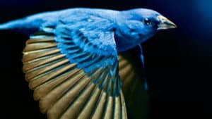 The Messenger — foto 1