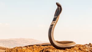 Extreme Snakes — foto 1
