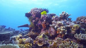 Coraux, l'ultime métamorphose — foto 1