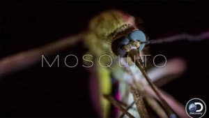 Mosquito — foto 2