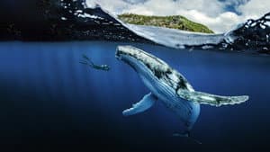Chasing Ocean Giants — foto 1
