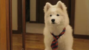 犬飼さんちの犬 — foto 1