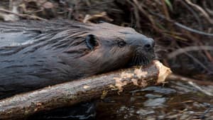 Leave it to Beavers — foto 1
