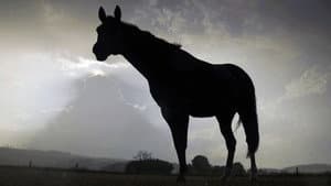 Der Sturm - Tiere bei Blitz und Donner — foto 1