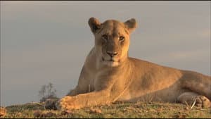 Lions of Crocodile River — foto 2