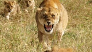Lions: Africa's Super Power — foto 1