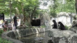 Prelude of the Moving Zoo — foto 3