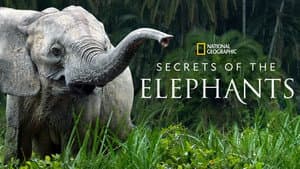 Secretos de los Elefantes — foto 10