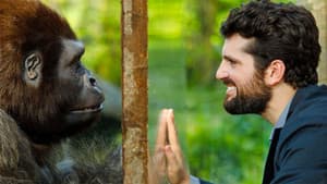 Attenti al gorilla — foto 3