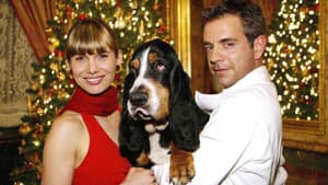 Der Weihnachtshund — foto 2