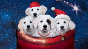 Santa Paws 2: los cachorros de Santa — foto 7