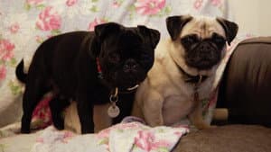 My Gay Dog and Other Animals — foto 1
