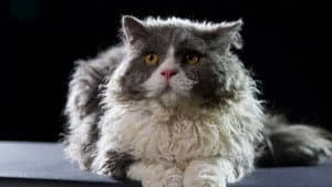 The Story of Cats — foto 3