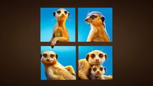 Meet The Meerkats — foto 1