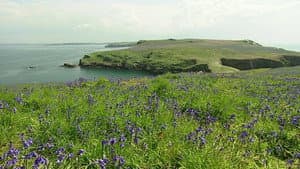 The Rabbits of Skomer — foto 1