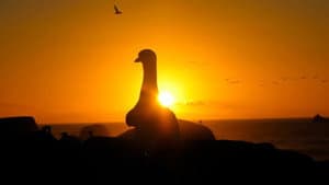 Gannets: The Wrong Side of the Run — foto 2