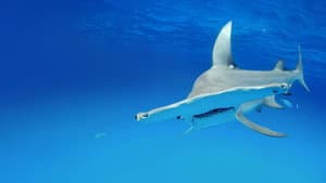 Shark Squad — foto 1
