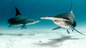 Bull Shark vs. Hammerhead — foto 8