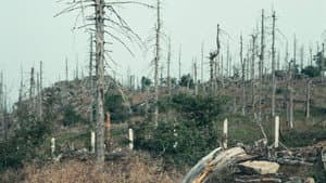 "Wer hat dich, du schöner Wald…" oder Wie ein Film verhindert wurde — foto 2