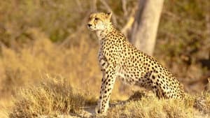 Serengeti Speed Queen — foto 5