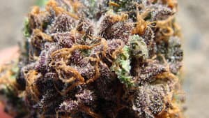 Cannabis: What's the Harm? — foto 1