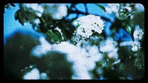 Flores (III) — foto 1